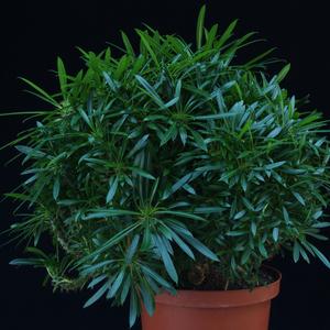 Pachypodium lamerei f. monstrosus