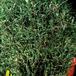 Pachypodium lamerei f monstrosus cristata 1731