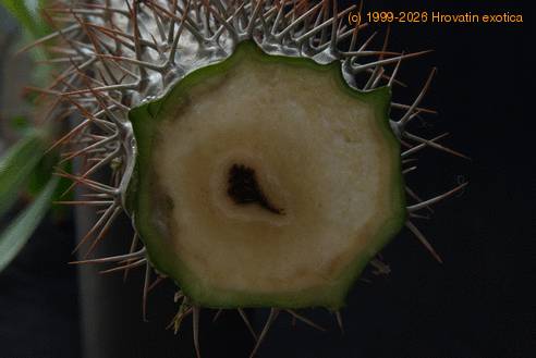 Pachypodium lamerei gniloba korenin2-SIm