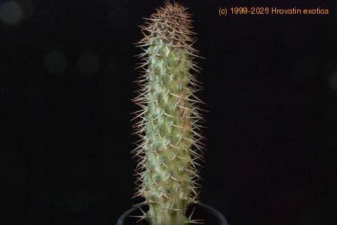 Pachypodium lamerei gniloba rastnega vrsicka-SIm