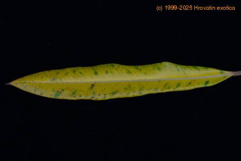 Pachypodium lamerei kloroza SIm