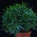 Pachypodium lamerei monstr SIb