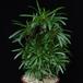 Pachypodium lamerei monstr SIb