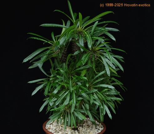 Pachypodium lamerei monstr SIb