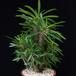 Pachypodium lamerei monstr SIb1