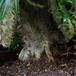 Pachypodium lamerei monstr2 SIb