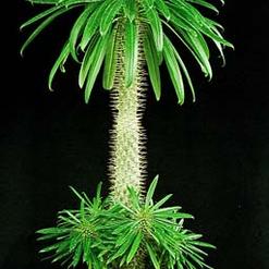 Pachypodium lamerei