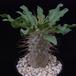 Pachypodium namaquanum-SIb