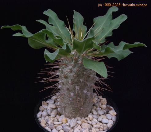 Pachypodium namaquanum-SIb