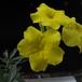 Pachypodium rosulatum gracilius-SIf