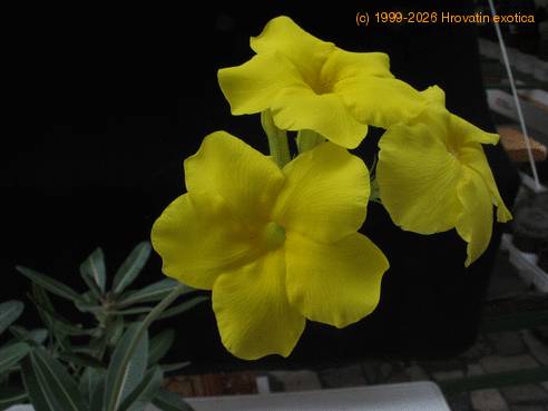 Pachypodium rosulatum gracilius-SIf