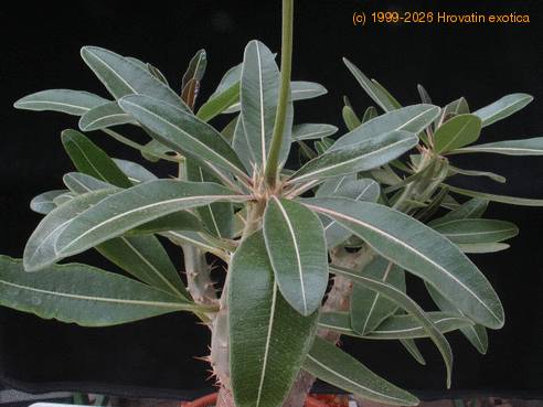 Pachypodium rosulatum gracilius-SIl
