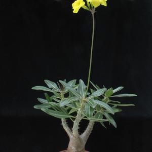 Pachypodium rosulatum v. gracilius