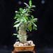 Pachypodium saundersii
