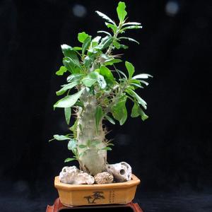 Pachypodium saundersii