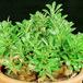 Pachypodium saundersii bulbasta  rast-SIb