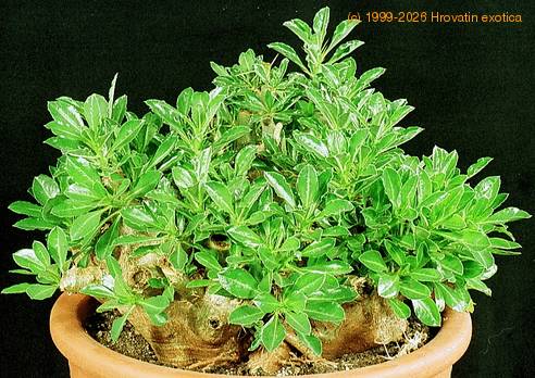 Pachypodium saundersii bulbasta  rast-SIb