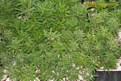 Pachypodium saundersii enoletne rastline