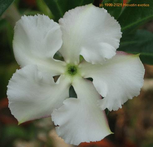 Pachypodium saundersii flower