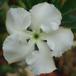 Pachypodium saundersii flower