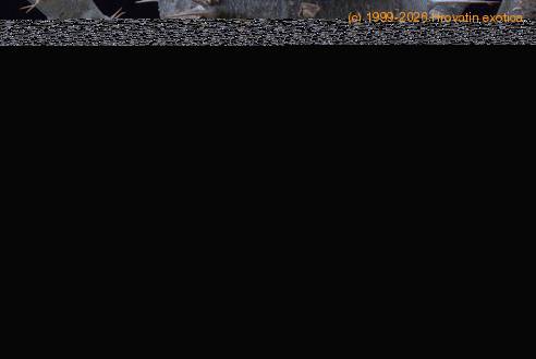 Pachypodium saundersii gniloba korenin1-SIm