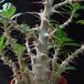 Pachypodium saundersii grmicasta rast-SIb