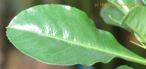 Pachypodium saundersii leaf
