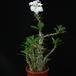 Pachypodium saundersii SIb