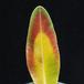 Pachypodium saundersii soncni ozig-SIm SIm