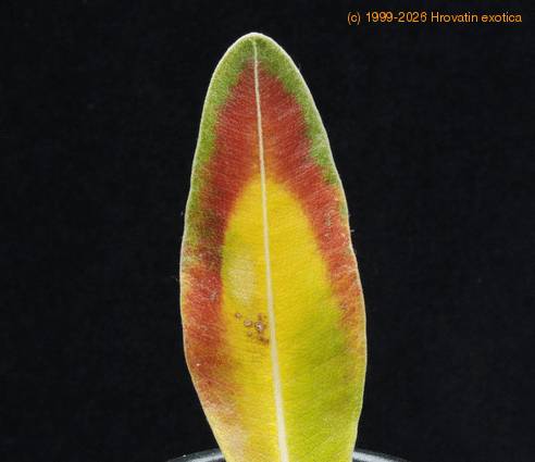 Pachypodium saundersii soncni ozig-SIm SIm