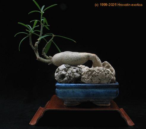 Pachypodium succulentum 1