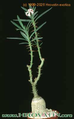 Pachypodium succulentum 1625