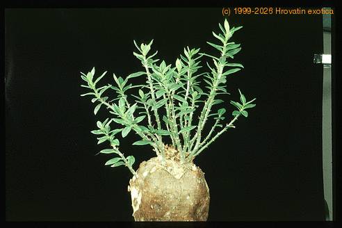 Pachypodium succulentum 1653