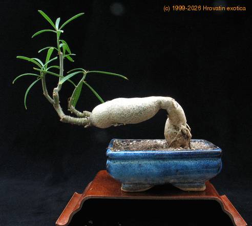 Pachypodium succulentum 2