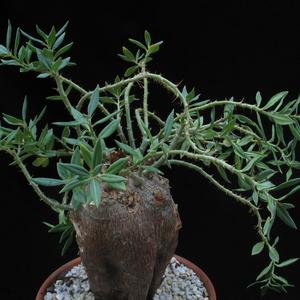Pachypodium succulentum