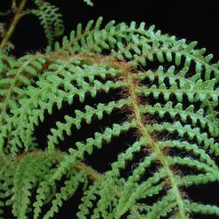 Palme