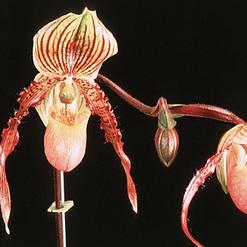 Paphiopedilum hybrid
