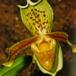 Paphiopedilum insigne flower paphiopedilum insigne k