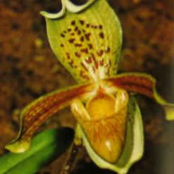 Paphiopedilum insigne