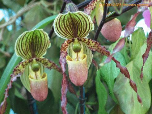 Paphiopedilum philippinense