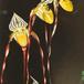 Paphiopedilum philippinense flower paphiopedilum philippinense k