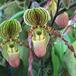 Paphiopedilum philippinense