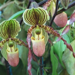 Paphiopedilum philippinense