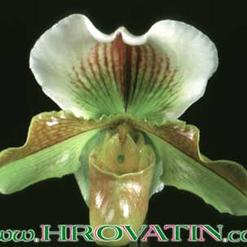 Paphiopedilum species