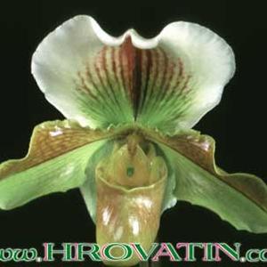 Paphiopedilum species