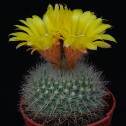 Parodia aureispina