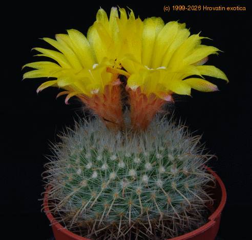 Parodia aureispina PP20107