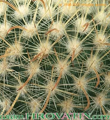 Parodia aureispina thorn 294