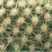 Parodia aureispina thorn 294