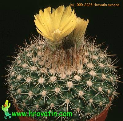 Parodia cardenasii 563